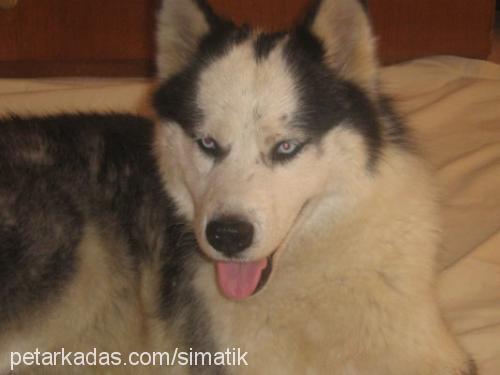 sımatık Erkek Sibirya Kurdu (Husky)