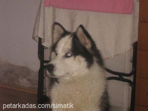 sımatık Erkek Sibirya Kurdu (Husky)