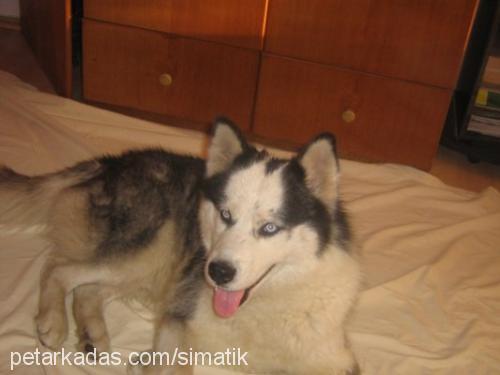 sımatık Erkek Sibirya Kurdu (Husky)