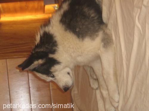 sımatık Erkek Sibirya Kurdu (Husky)