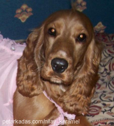 karamel Dişi İngiliz Cocker Spaniel