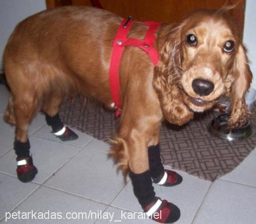 karamel Dişi İngiliz Cocker Spaniel