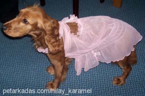 karamel Dişi İngiliz Cocker Spaniel