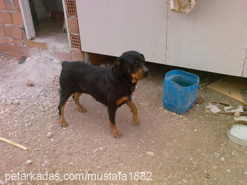 LEYDİ Dişi Rottweiler