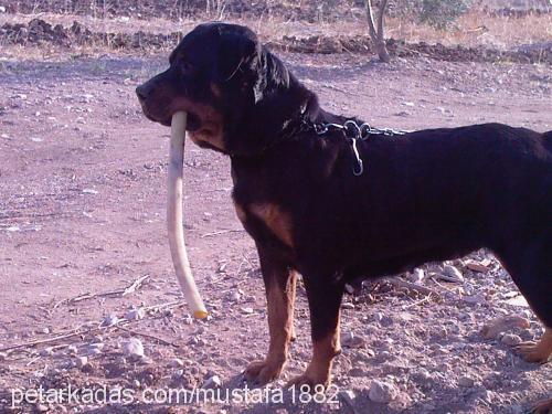 LEYDİ Dişi Rottweiler