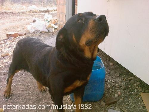 LEYDİ Dişi Rottweiler