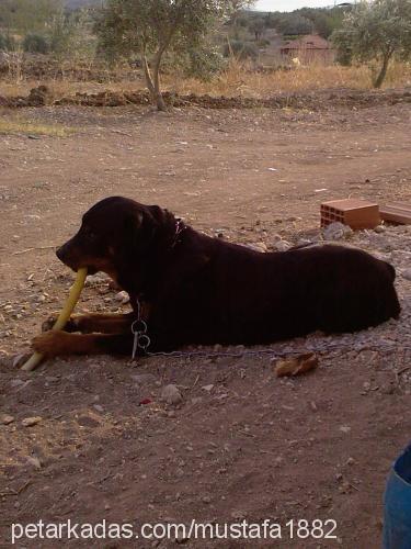 LEYDİ Dişi Rottweiler