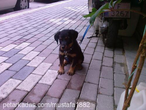 ELMAS Dişi Rottweiler