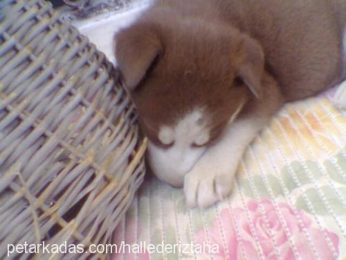 Aragorn Erkek Sibirya Kurdu (Husky)