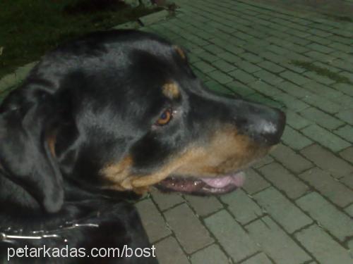 kopuk Erkek Rottweiler