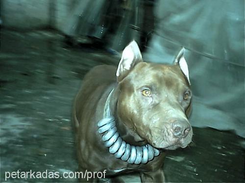 sayko Erkek Amerikan Pitbull Terrier