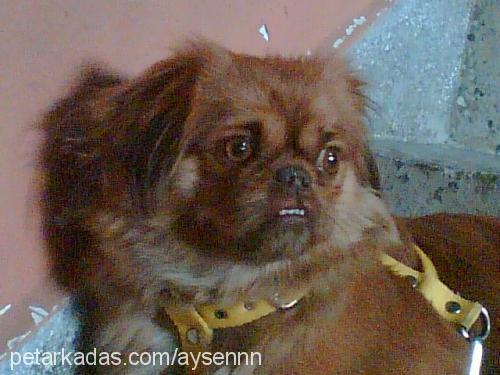 nazlı Dişi Pekingese