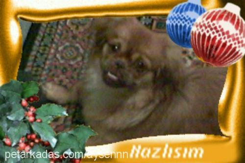 nazlı Dişi Pekingese