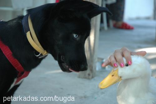 orka Dişi Sibirya Kurdu (Husky)