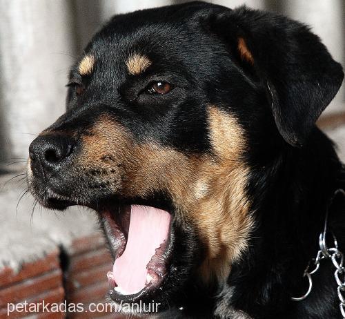 duman Erkek Rottweiler