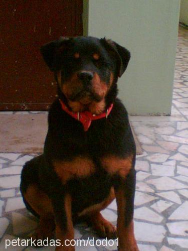 *dodo* Erkek Rottweiler