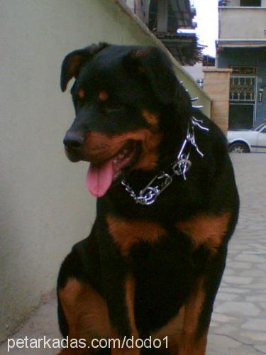 *dodo* Erkek Rottweiler