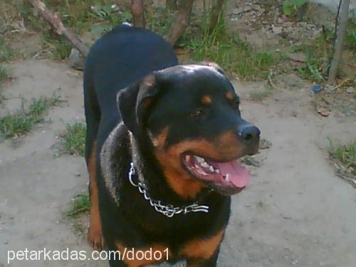 *dodo* Erkek Rottweiler