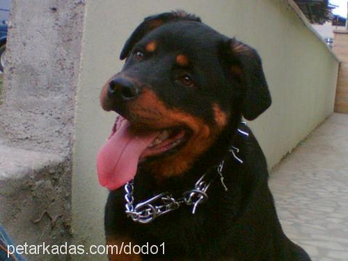 *dodo* Erkek Rottweiler