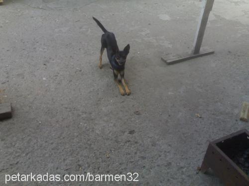 ŞESU Erkek Minyatür Pinscher