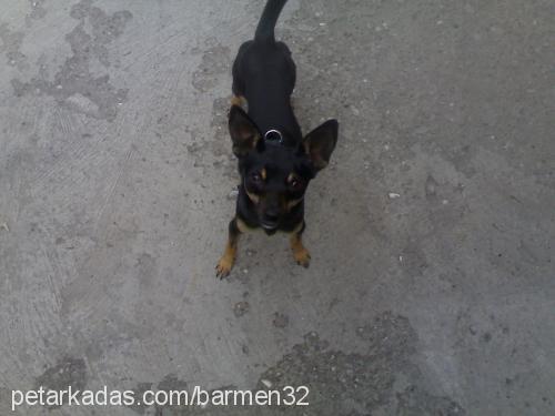 ŞESU Erkek Minyatür Pinscher