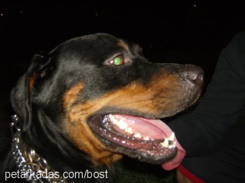 kopuk Erkek Rottweiler