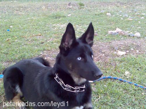 leydi Dişi Sibirya Kurdu (Husky)