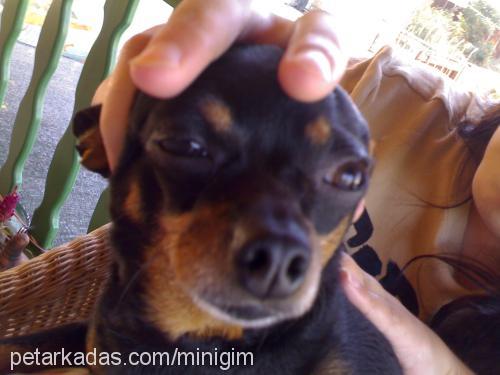 BETTY Dişi Minyatür Pinscher