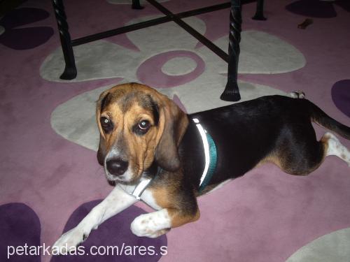 paşam Erkek Beagle