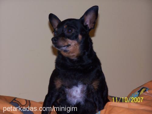 BETTY Dişi Minyatür Pinscher