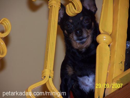 BETTY Dişi Minyatür Pinscher