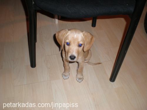 BETİ Dişi Labrador Retriever