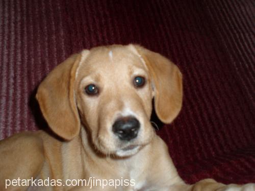 BETİ Dişi Labrador Retriever