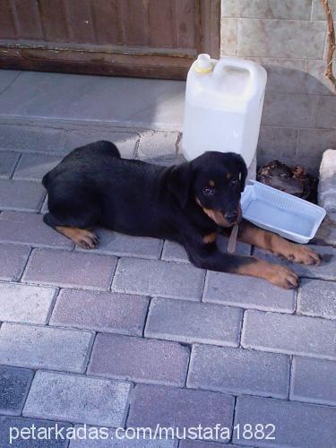 ELMAS Dişi Rottweiler