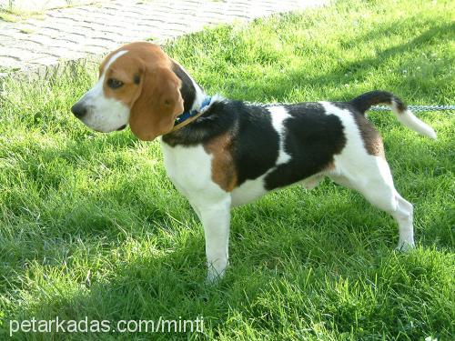 siredwardboni Erkek Beagle