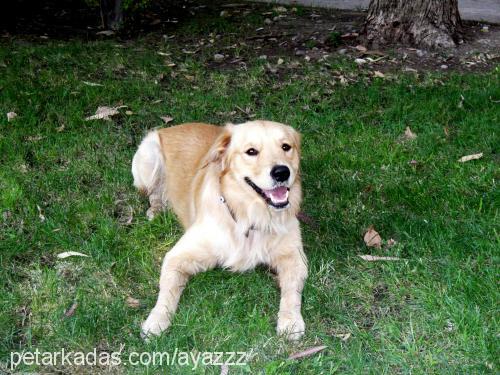 Ayaz Erkek Golden Retriever