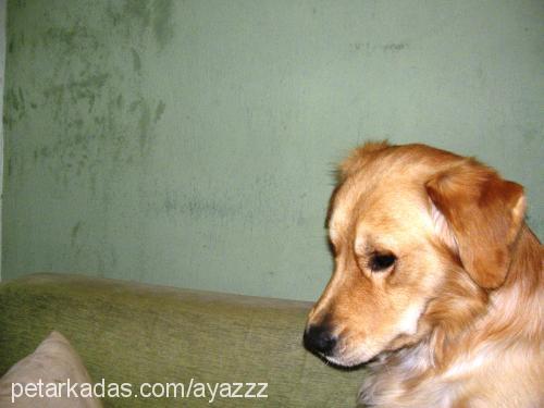 Ayaz Erkek Golden Retriever