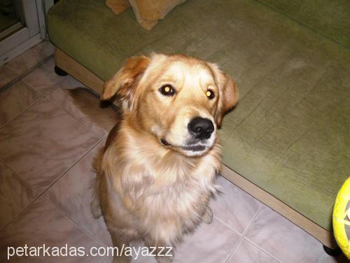 Ayaz Erkek Golden Retriever