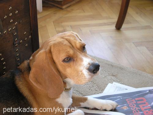 masum Erkek Beagle