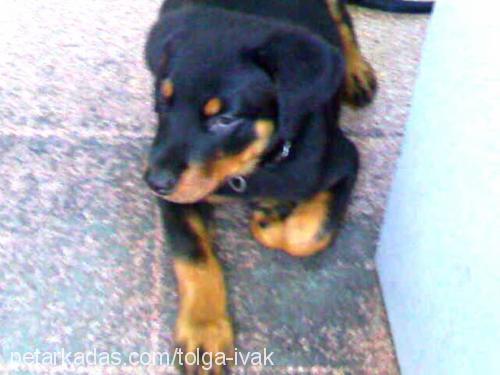 Alpha Erkek Rottweiler