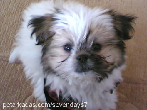 pasha Erkek Shih-Tzu