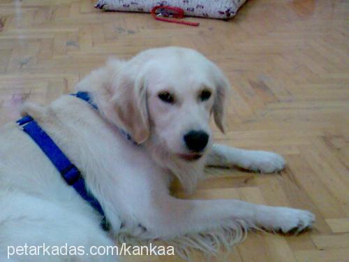 kanka Erkek Golden Retriever