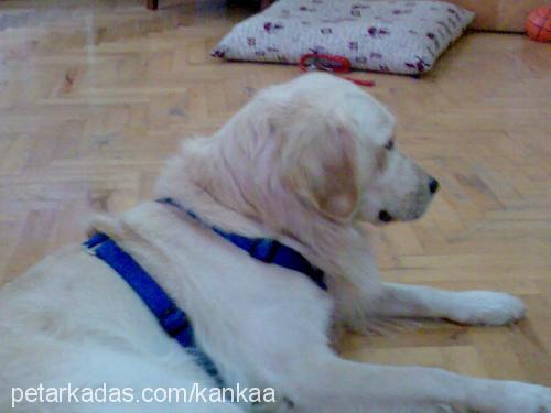 kanka Erkek Golden Retriever