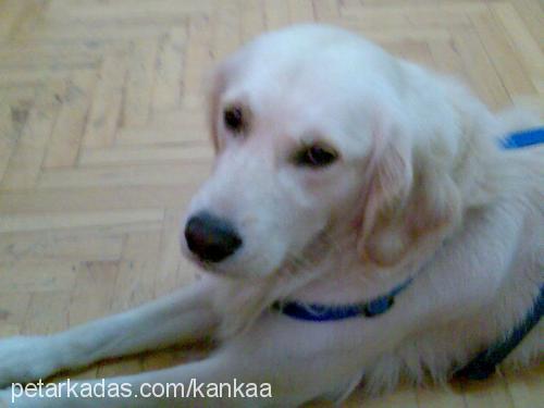 kanka Erkek Golden Retriever