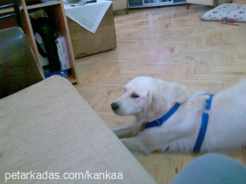 kanka Erkek Golden Retriever