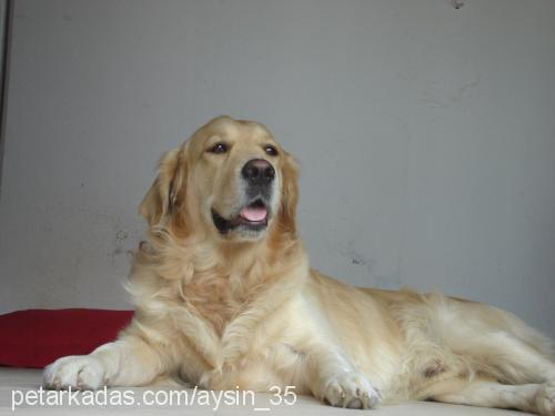 çapkın Erkek Golden Retriever