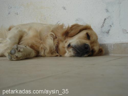 çapkın Erkek Golden Retriever