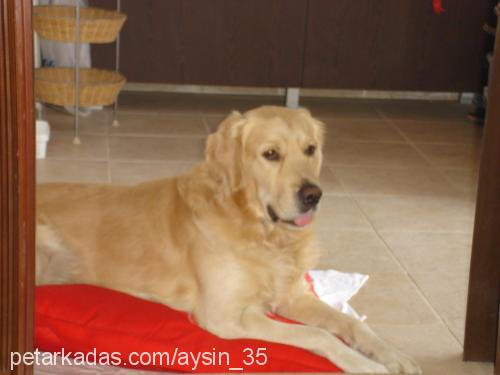 çapkın Erkek Golden Retriever