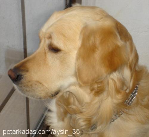 çapkın Erkek Golden Retriever