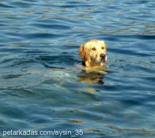 çapkın Erkek Golden Retriever